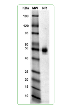 MW: Molecular Weight marker reduced condition
NR: CTLA-4 dimer under non-reducing condition